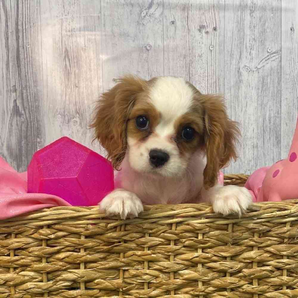 Female Cavalier King Charles Spaniel Puppy for Sale in Saugus, MA