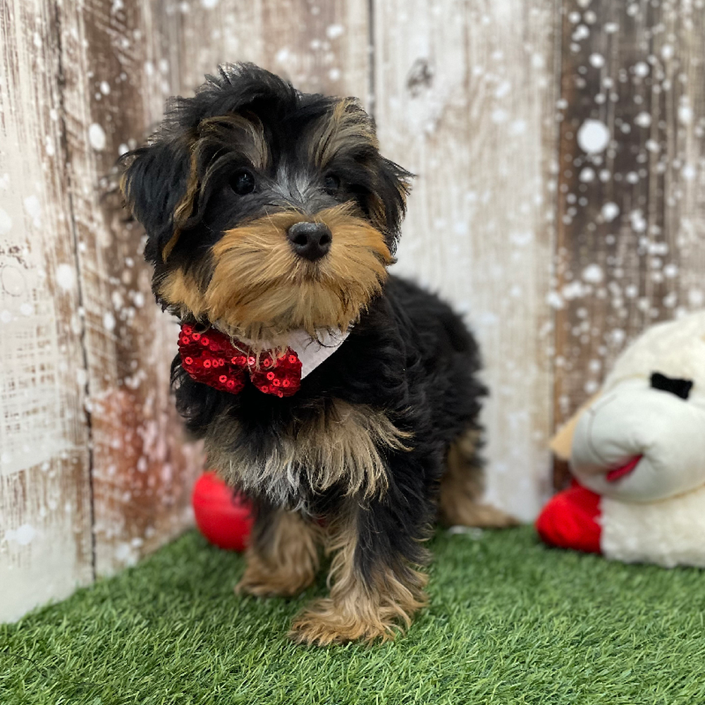 Male Yorkshire Terrier Puppy for Sale in Braintree, MA