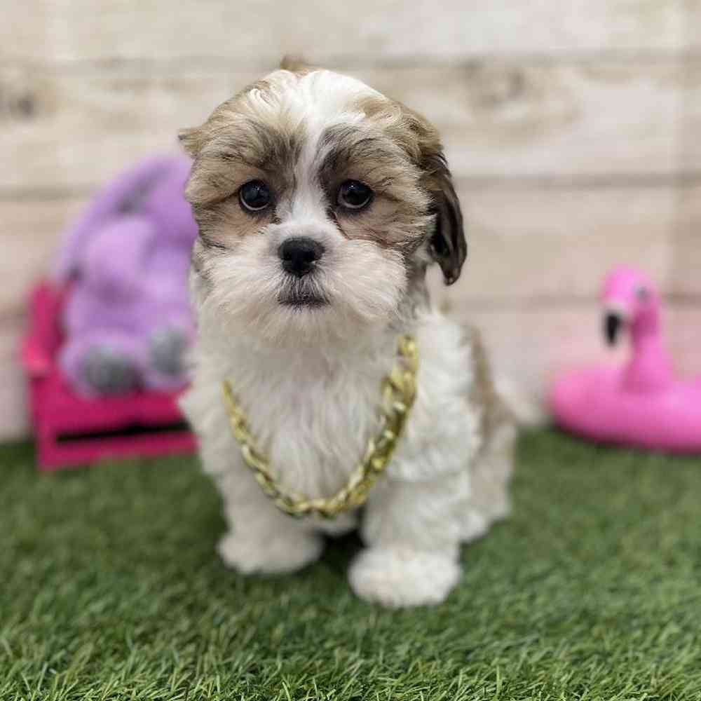 Male Teddy Bear (Zuchon) 2nd Gen Puppy for Sale in Braintree, MA