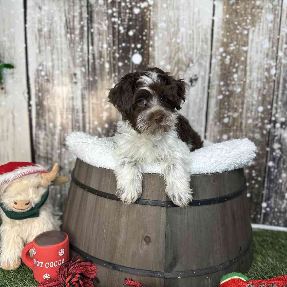 Male Havapoo Puppy for Sale in Saugus, MA