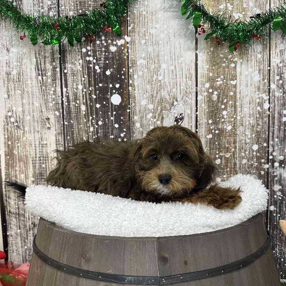 Male Lhasa-Poo Puppy for Sale in Saugus, MA