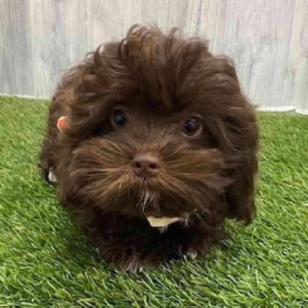 Male Shih-Poo Puppy for Sale in Braintree, MA