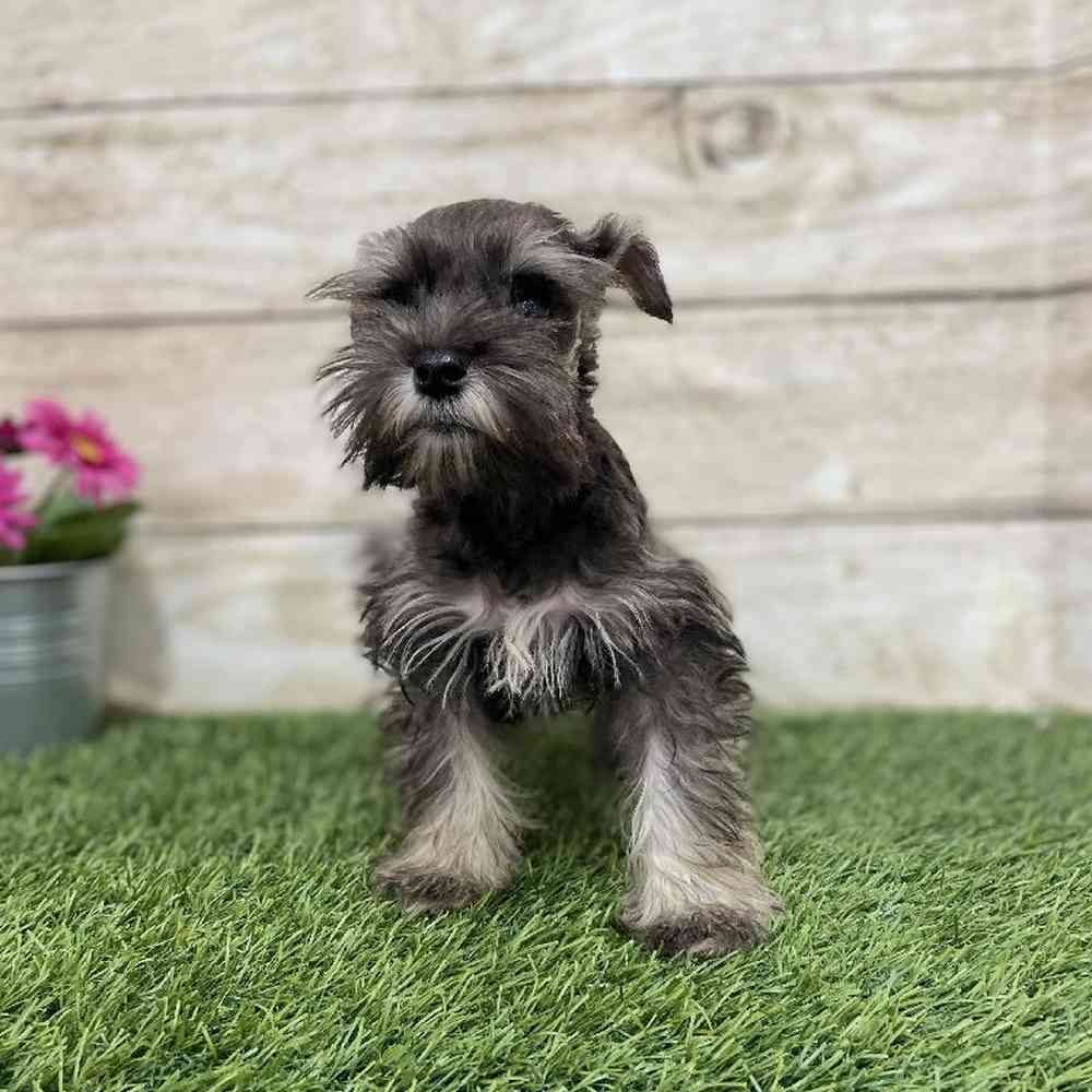 Female Miniature Schnauzer Puppy for Sale in Braintree, MA
