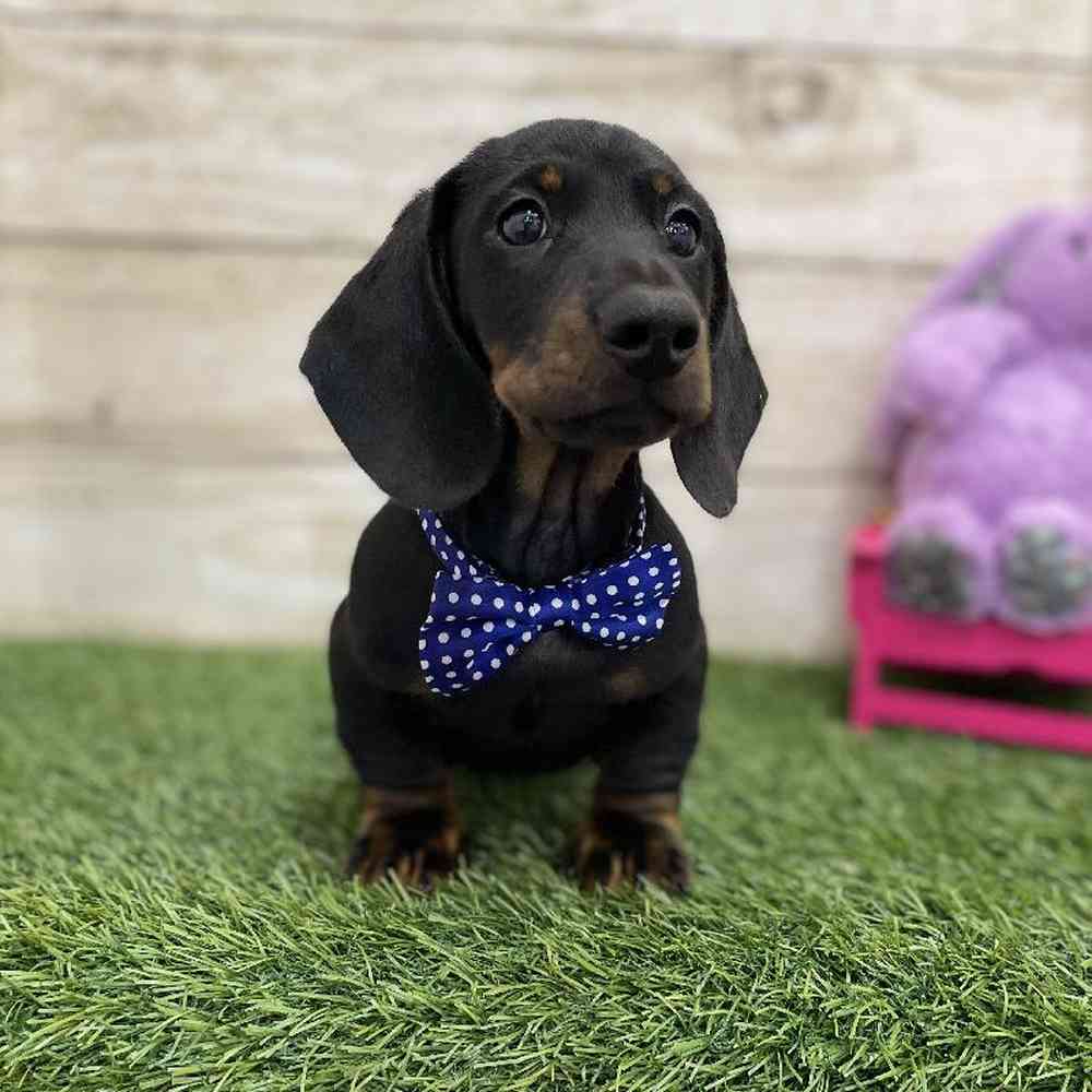 Male Dachshund Puppy for Sale in Braintree, MA