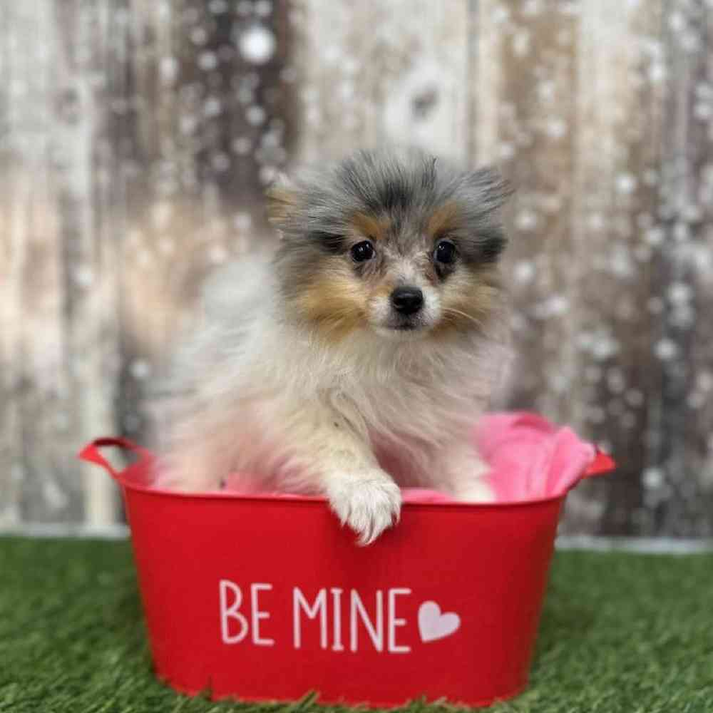 Female Pomeranian Puppy for Sale in Saugus, MA