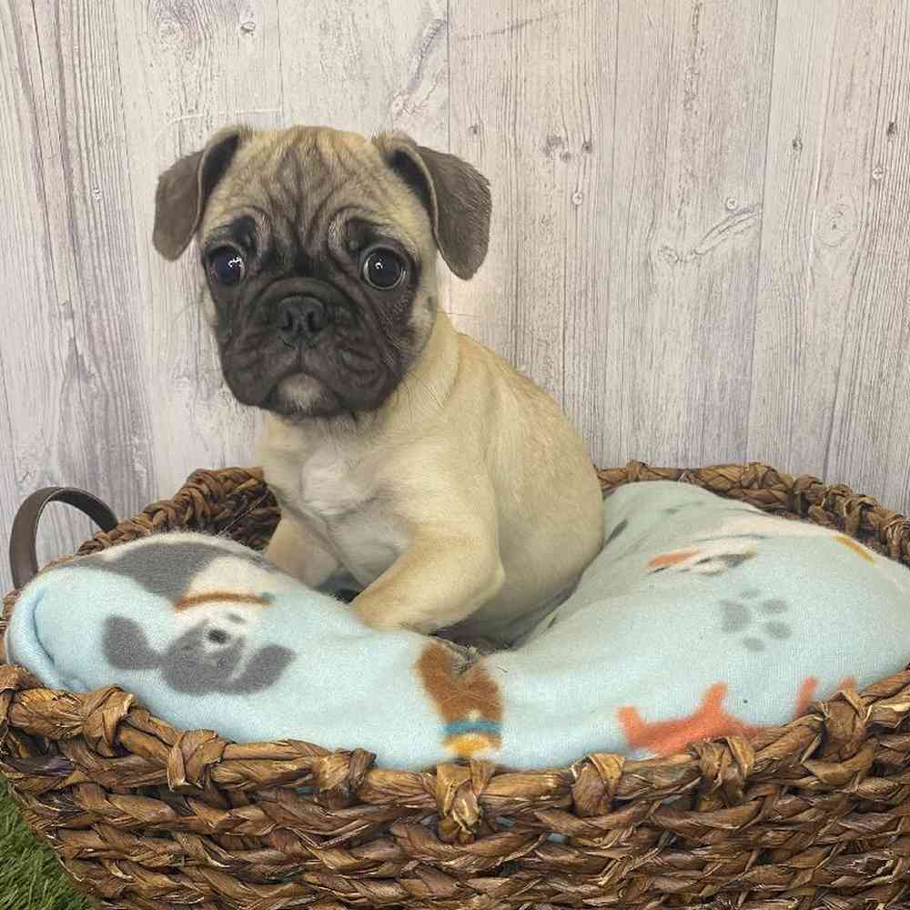Male Frug Puppy for Sale in Saugus, MA