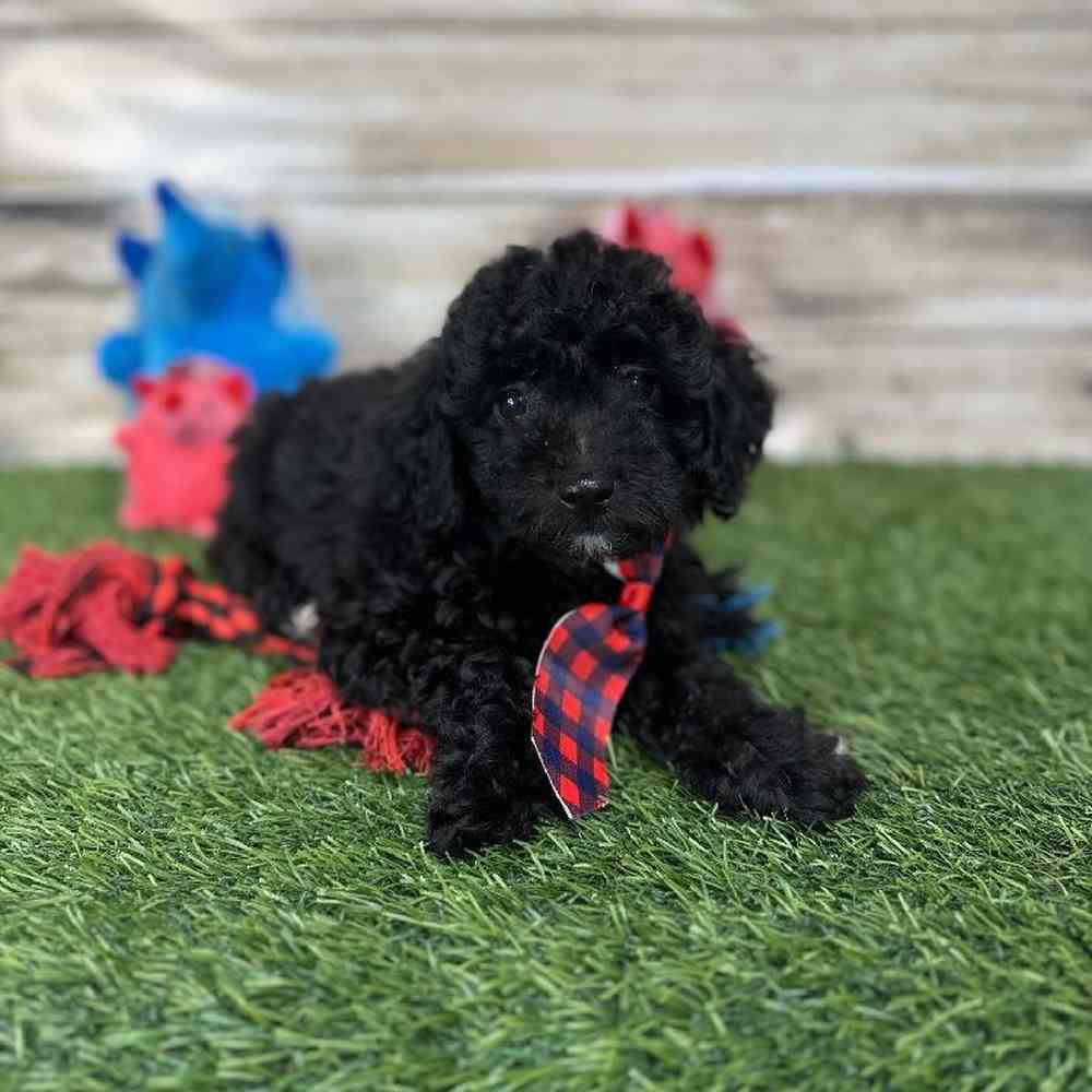 Male Poodle (MINI) Puppy for Sale in Saugus, MA