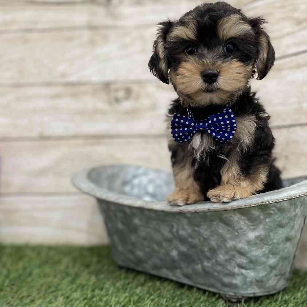 Male Morkie Puppy for Sale in Braintree, MA