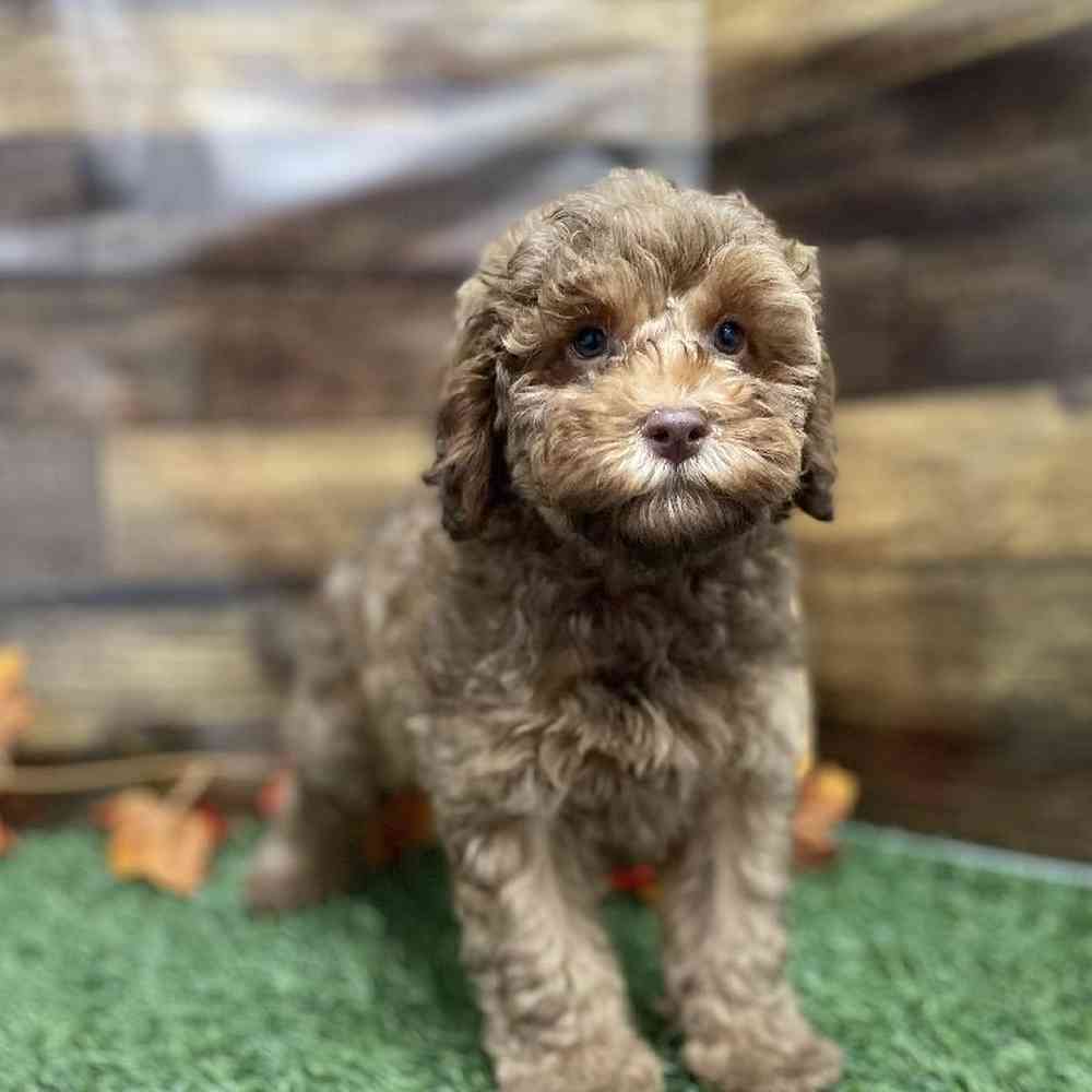 Male Cockapoo 2nd Gen Puppy for Sale in Braintree, MA