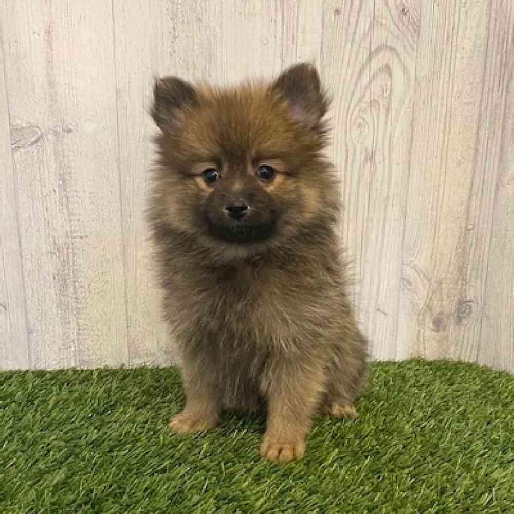 Female Pomeranian Puppy for sale
