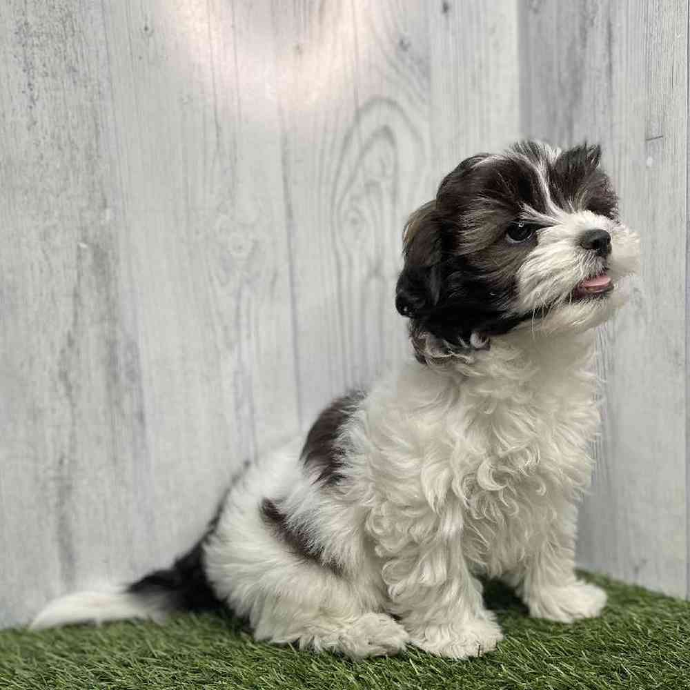 Female Shih-Poo Puppy for sale