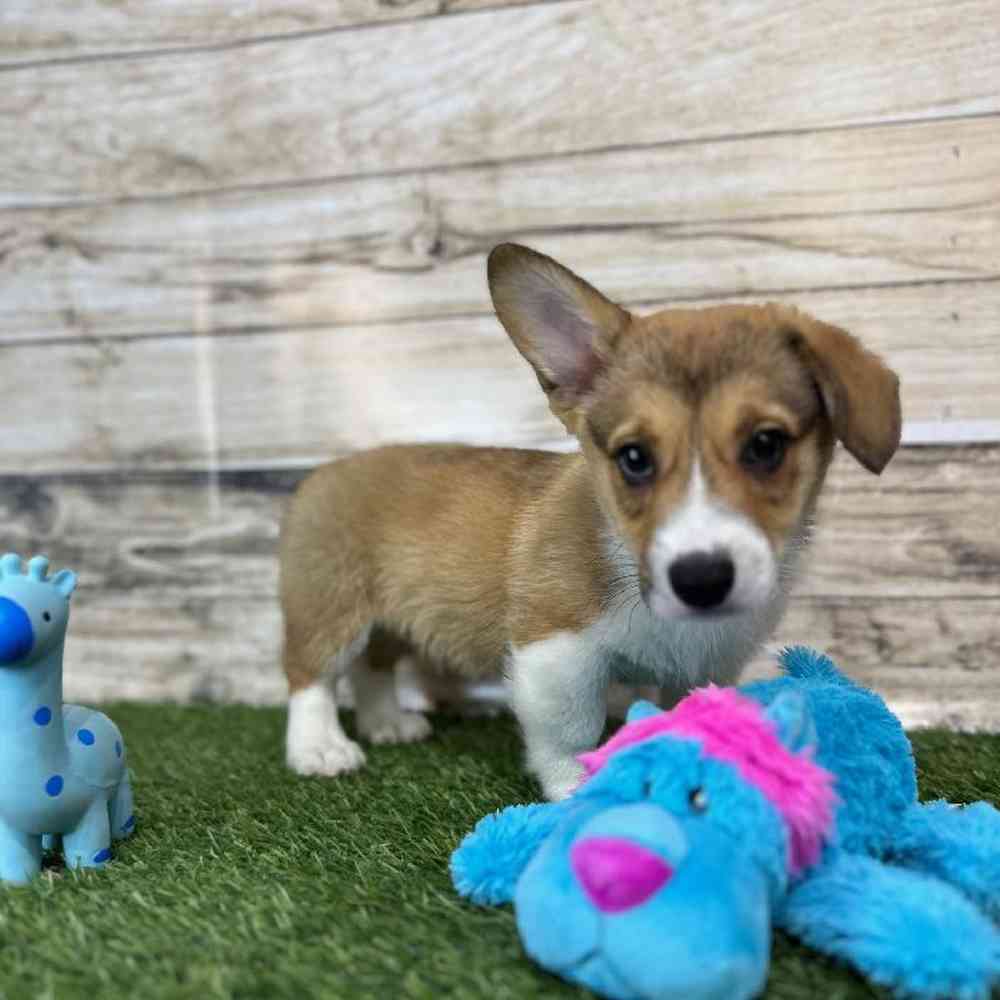 Male Pembroke Welsh Corgi Puppy for Sale in Saugus, MA