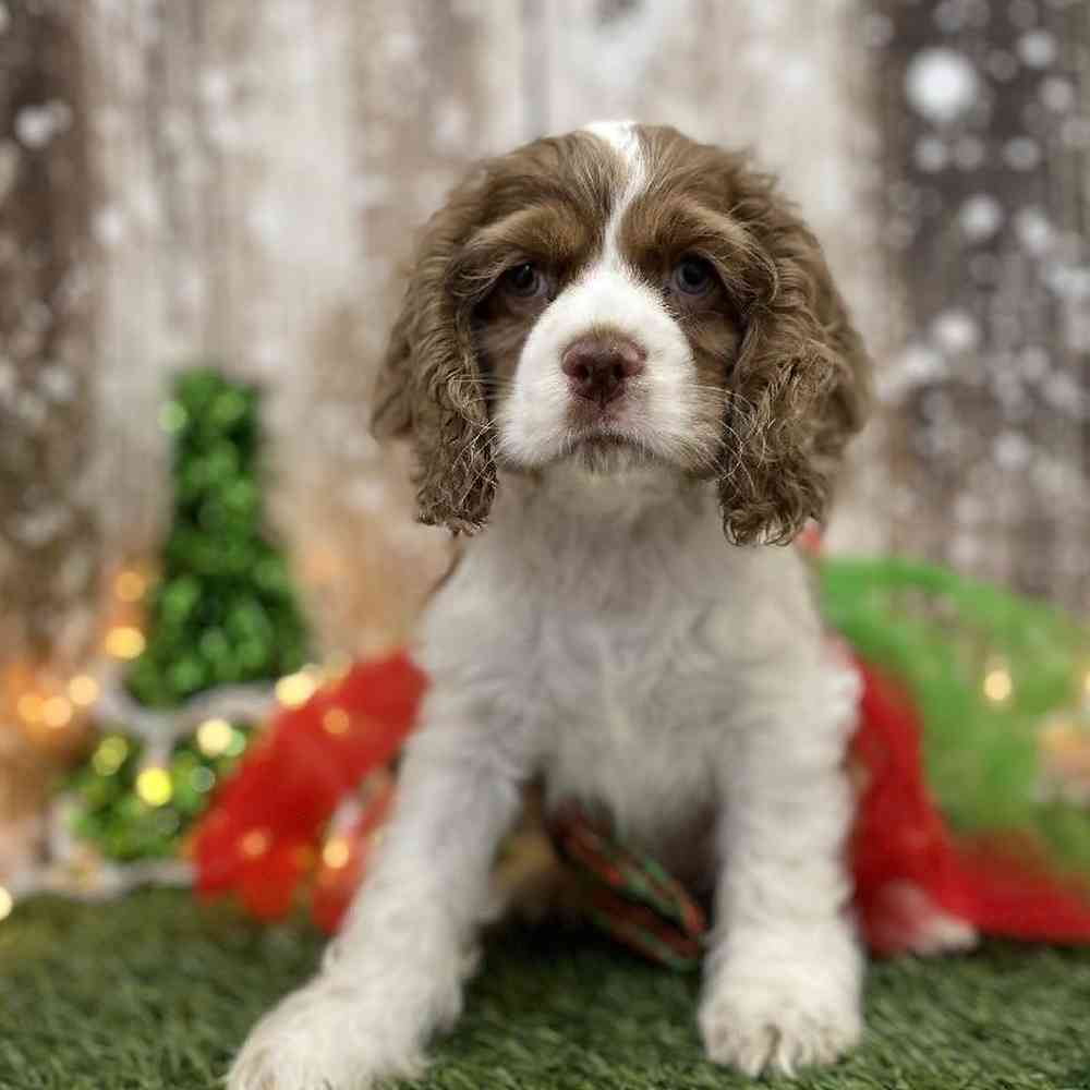 Female Cocker Spaniel Puppy for Sale in Braintree, MA