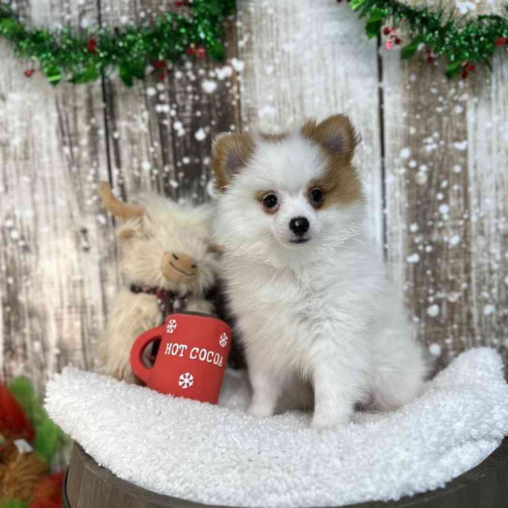 Male Pomeranian Puppy for Sale in Saugus, MA