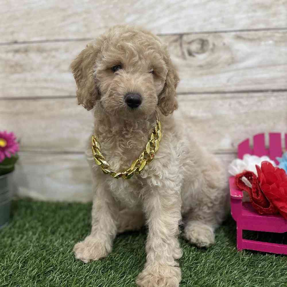 Male Mini Goldendoodle F1BB Puppy for Sale in Braintree, MA
