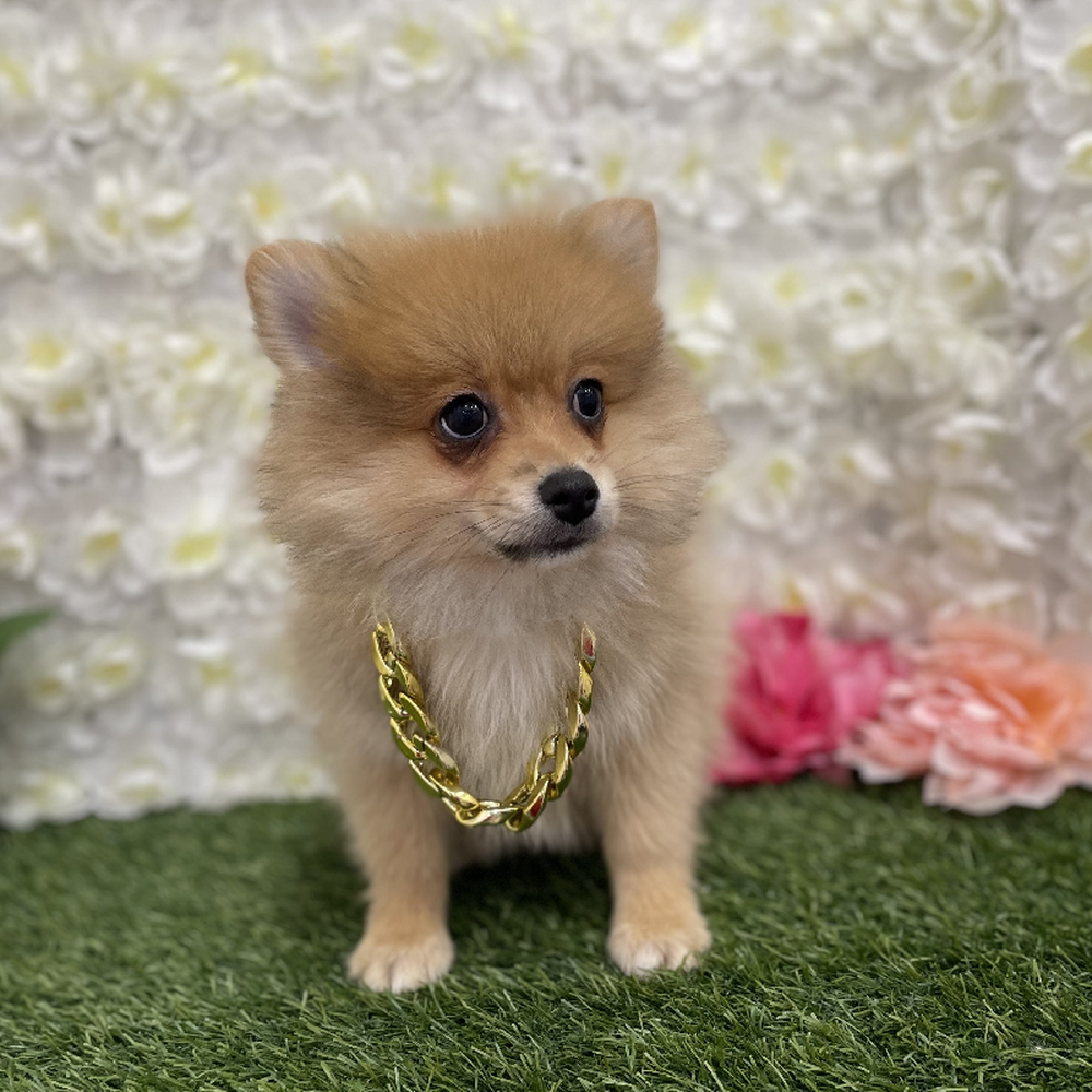 Male Pomeranian Puppy for Sale in Braintree, MA