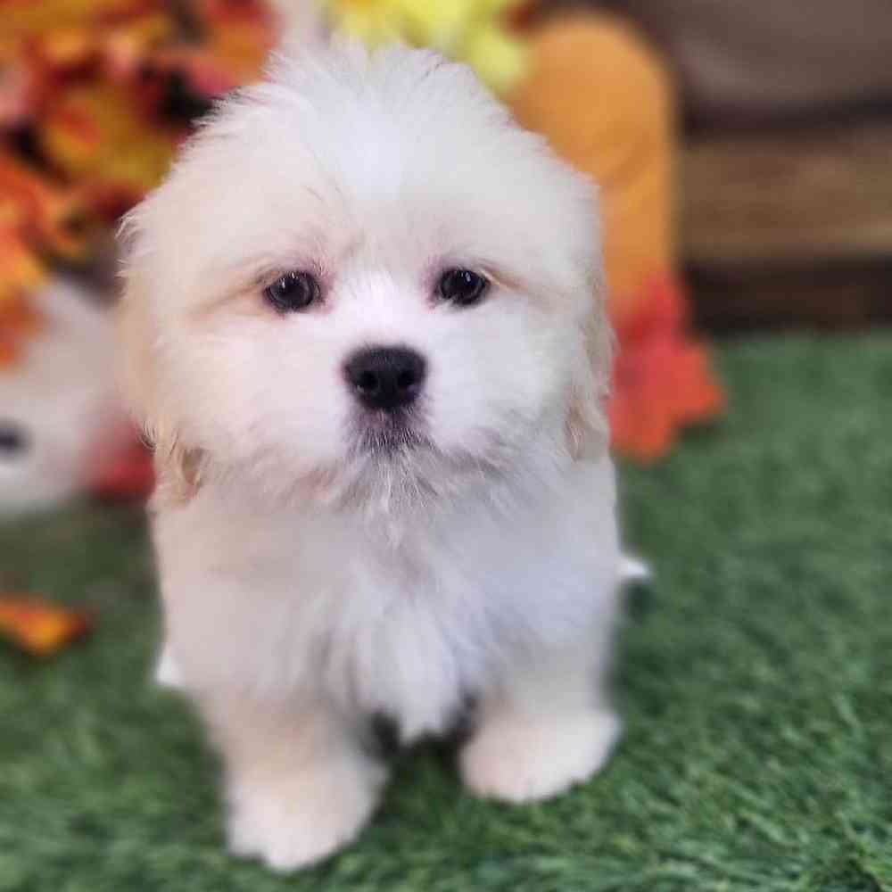 Male Lhasa Apso Puppy for Sale in Saugus, MA