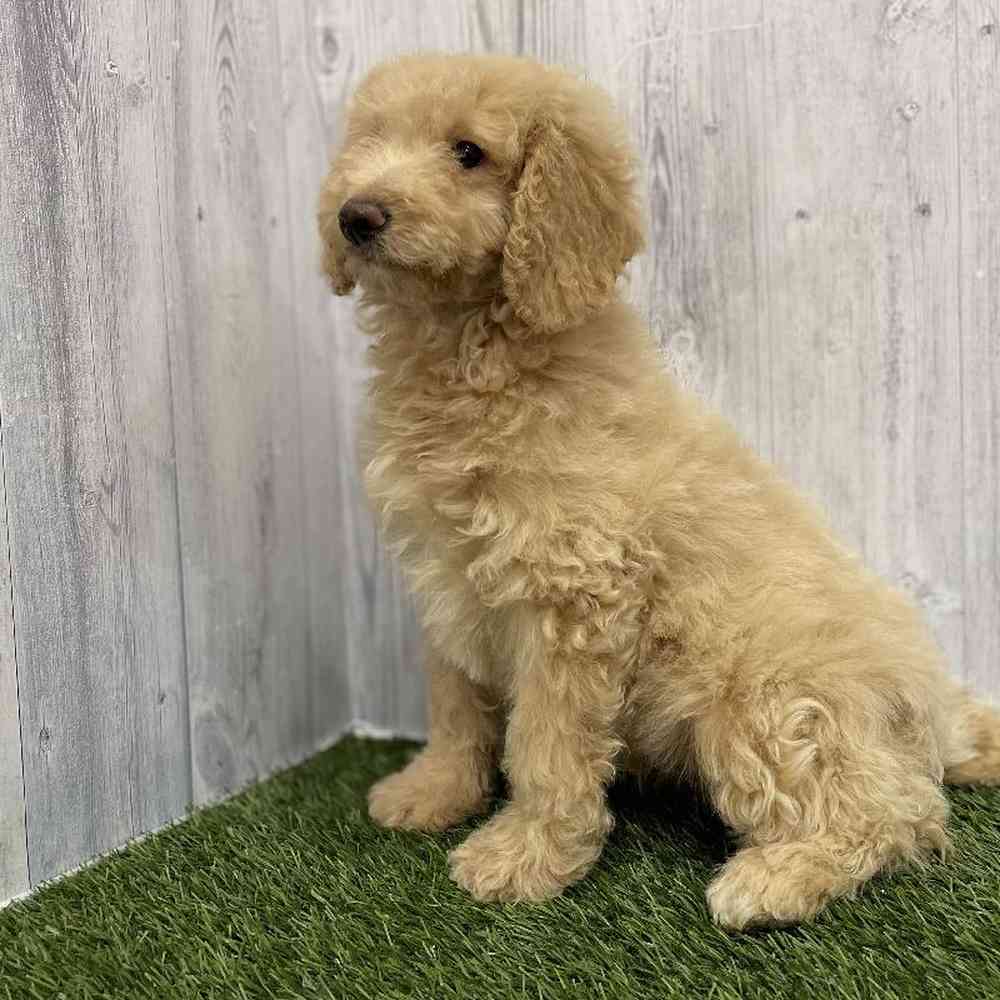 Female Mini Goldendoodle Puppy for Sale in Braintree, MA