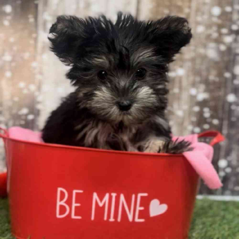 Male Biewer Yorkshire Terrier Puppy for Sale in Saugus, MA