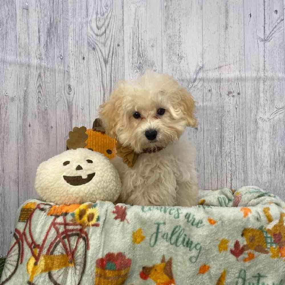 Female Poodle Toy Puppy for Sale in Saugus, MA