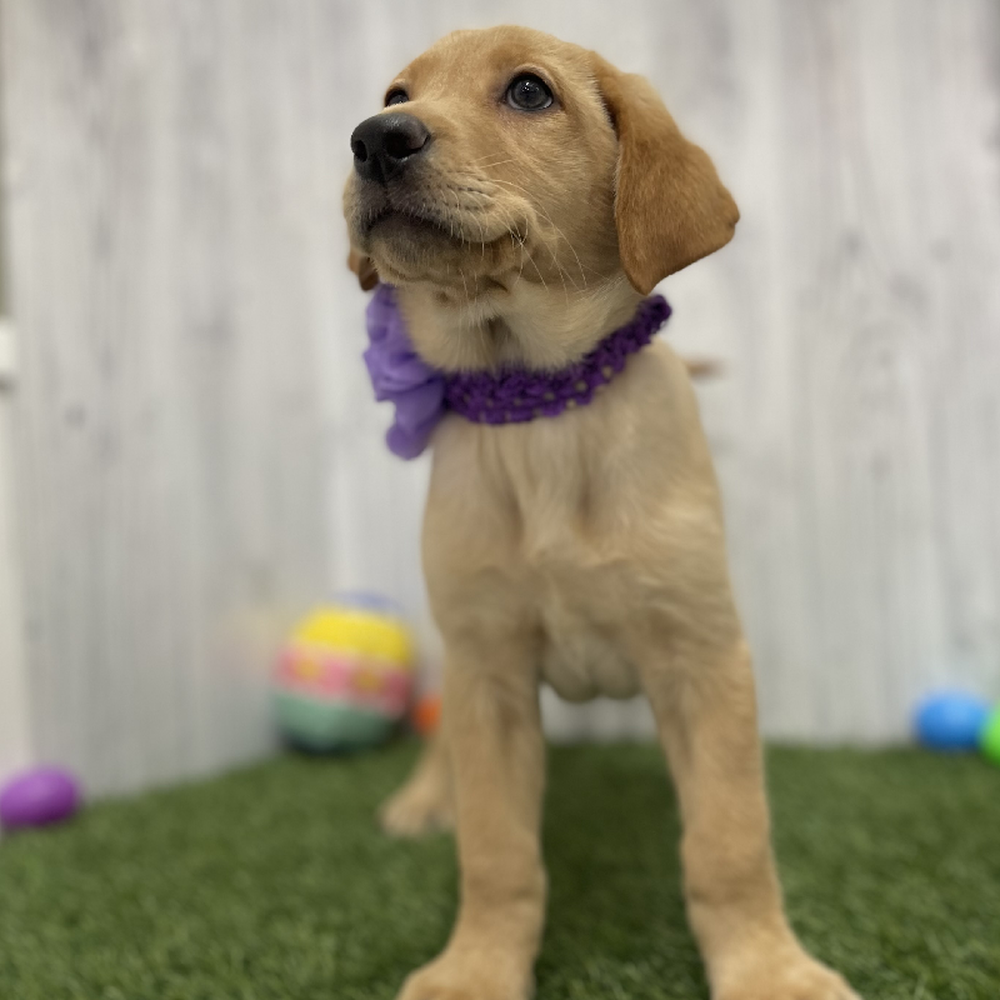 Female Labrador Retriever Puppy for Sale in Braintree, MA