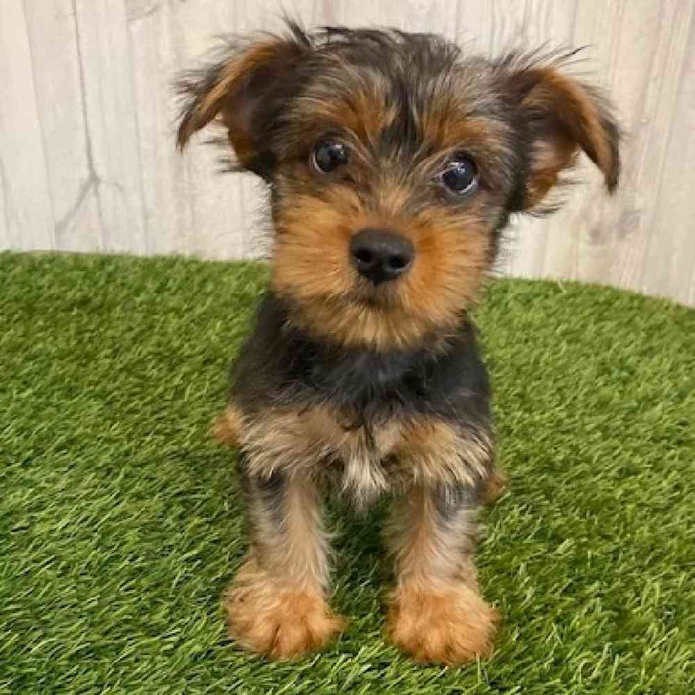 Male Yorkshire Terrier Puppy for sale