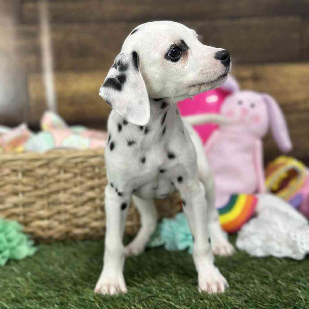 Female Dalmatian Puppy for Sale in Saugus, MA