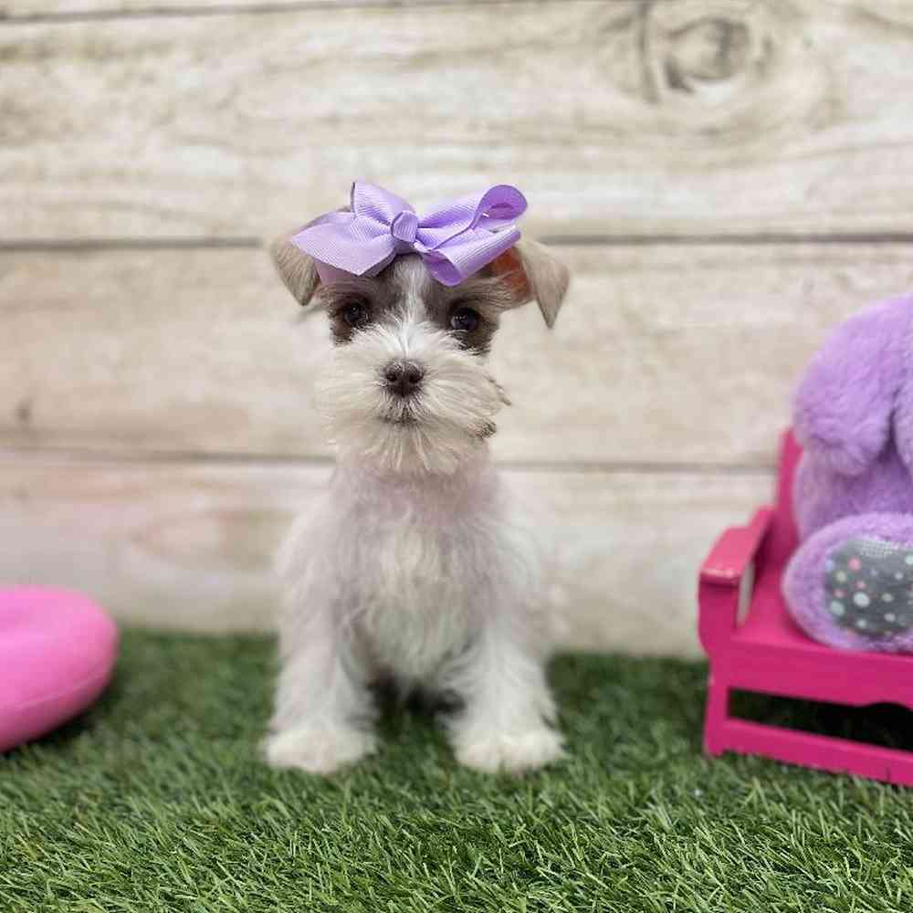 Female Miniature Schnauzer Puppy for Sale in Braintree, MA