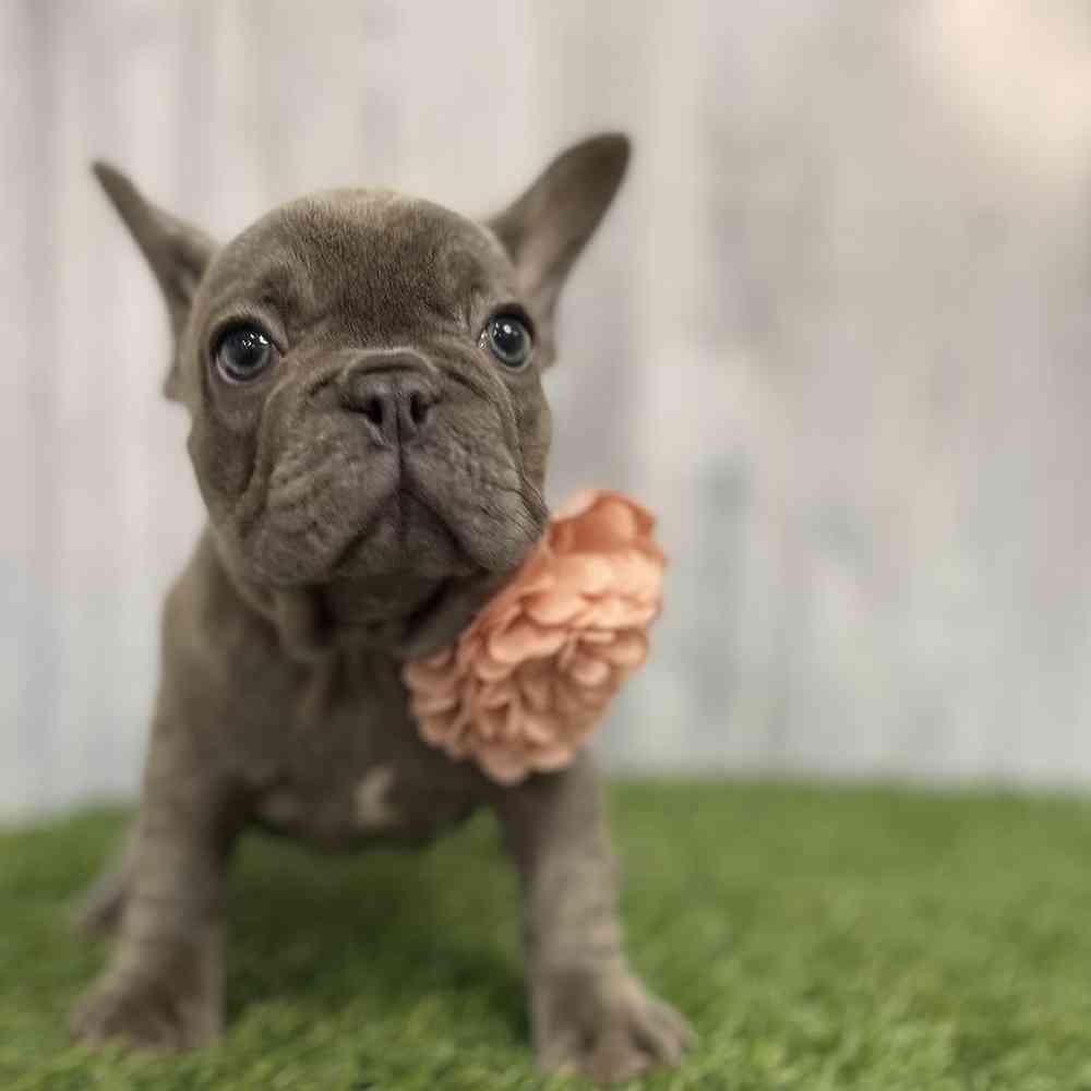 Female French Bulldog Puppy for sale