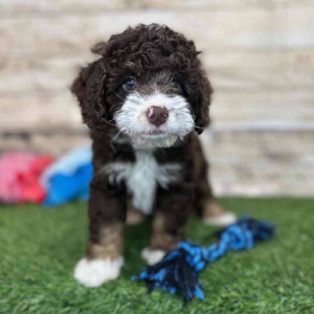 Male Mini Bernedoodle 2nd Gen Puppy for Sale in Saugus, MA