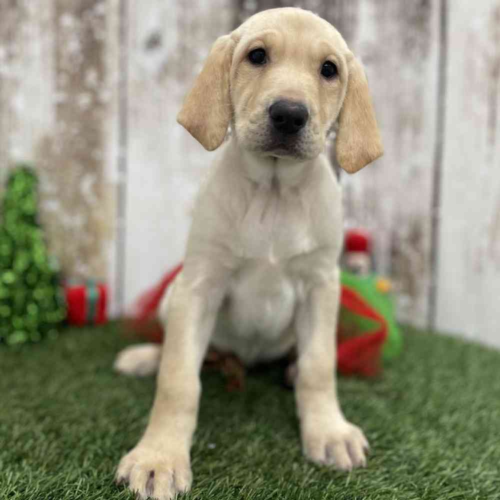 Female Labrador Retriever Puppy for Sale in Braintree, MA