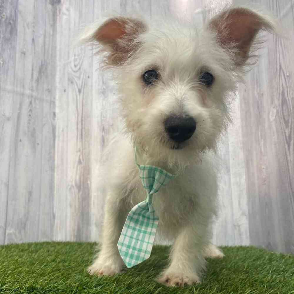 Male Wee-Chon Puppy for Sale in Saugus, MA
