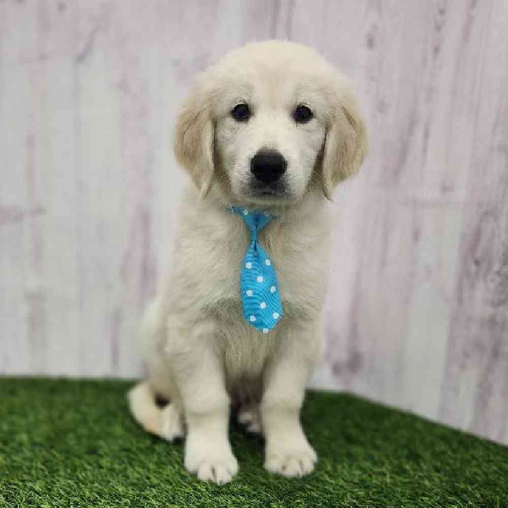 Male Golden Retriever Puppy for Sale in Braintree, MA