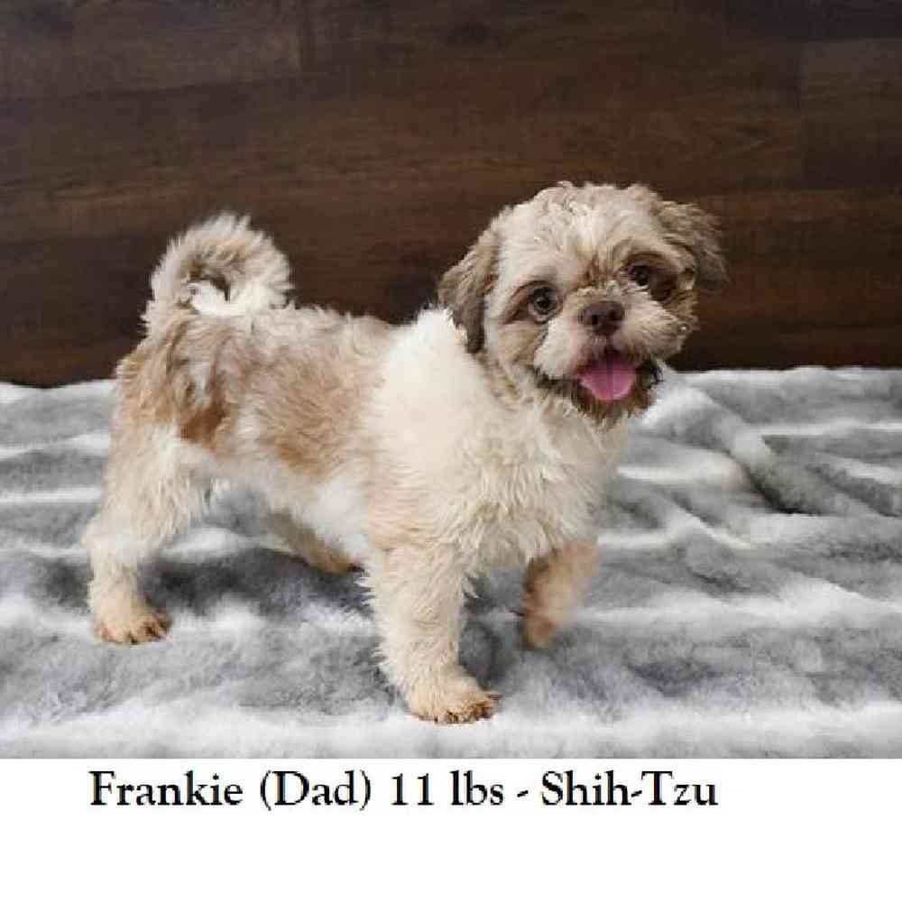 Male Shih Tzu Puppy for Sale in Braintree, MA