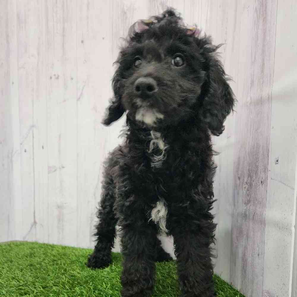 Female Mini Goldendoodle 2nd Gen Puppy for Sale in Braintree, MA