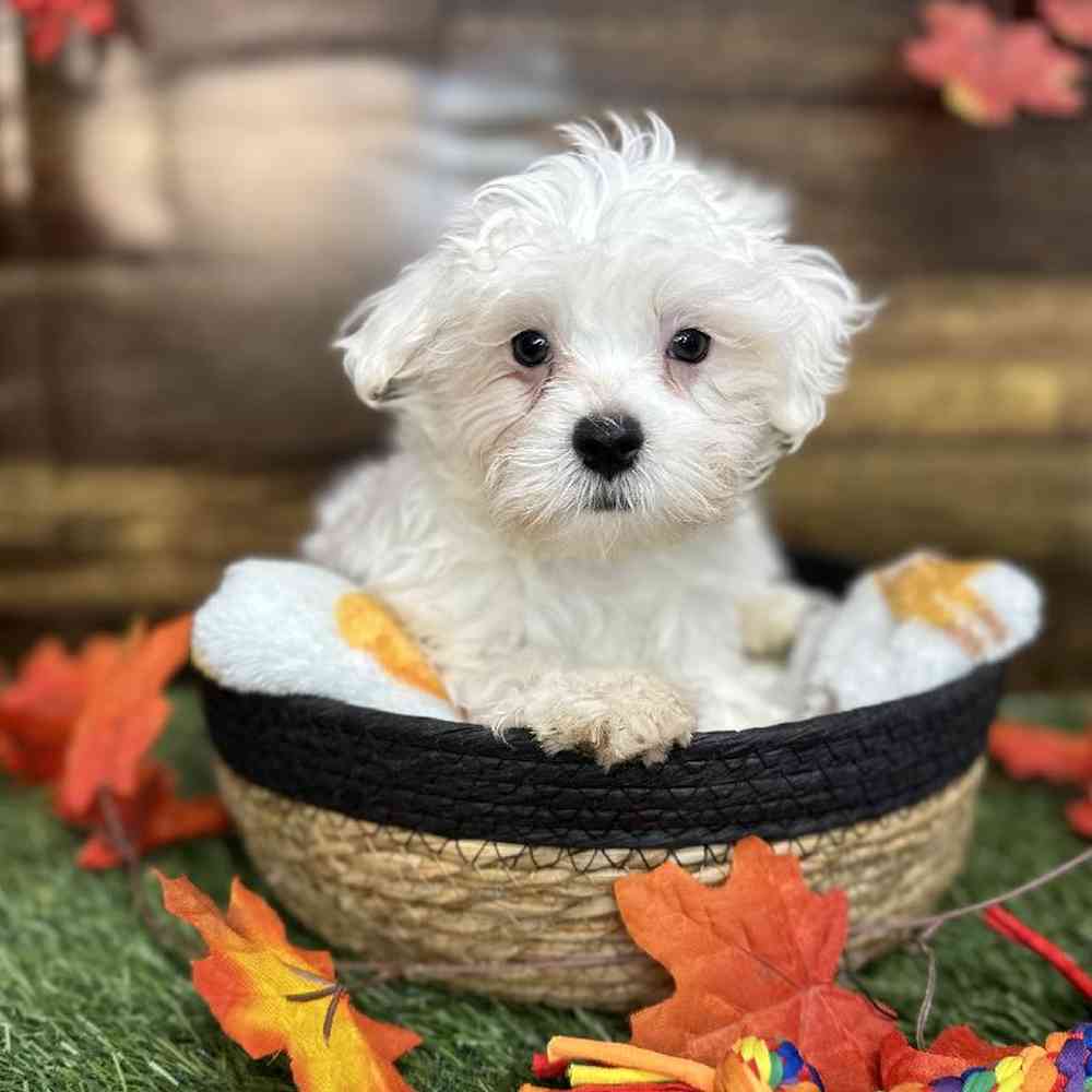 Male Maltese Puppy for Sale in Saugus, MA