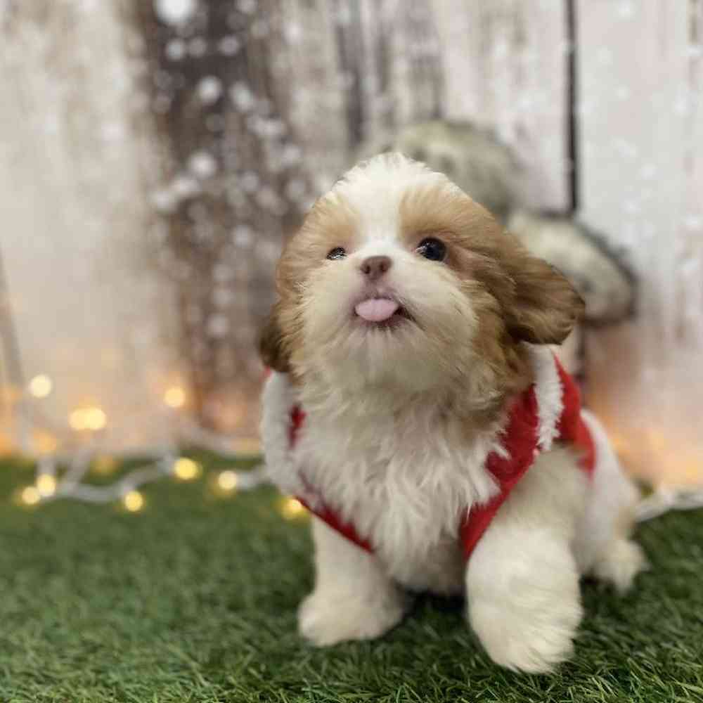 Male Shih Tzu Puppy for Sale in Braintree, MA