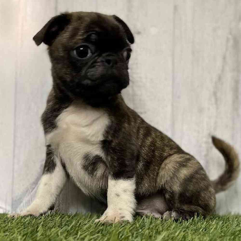 Bugg image