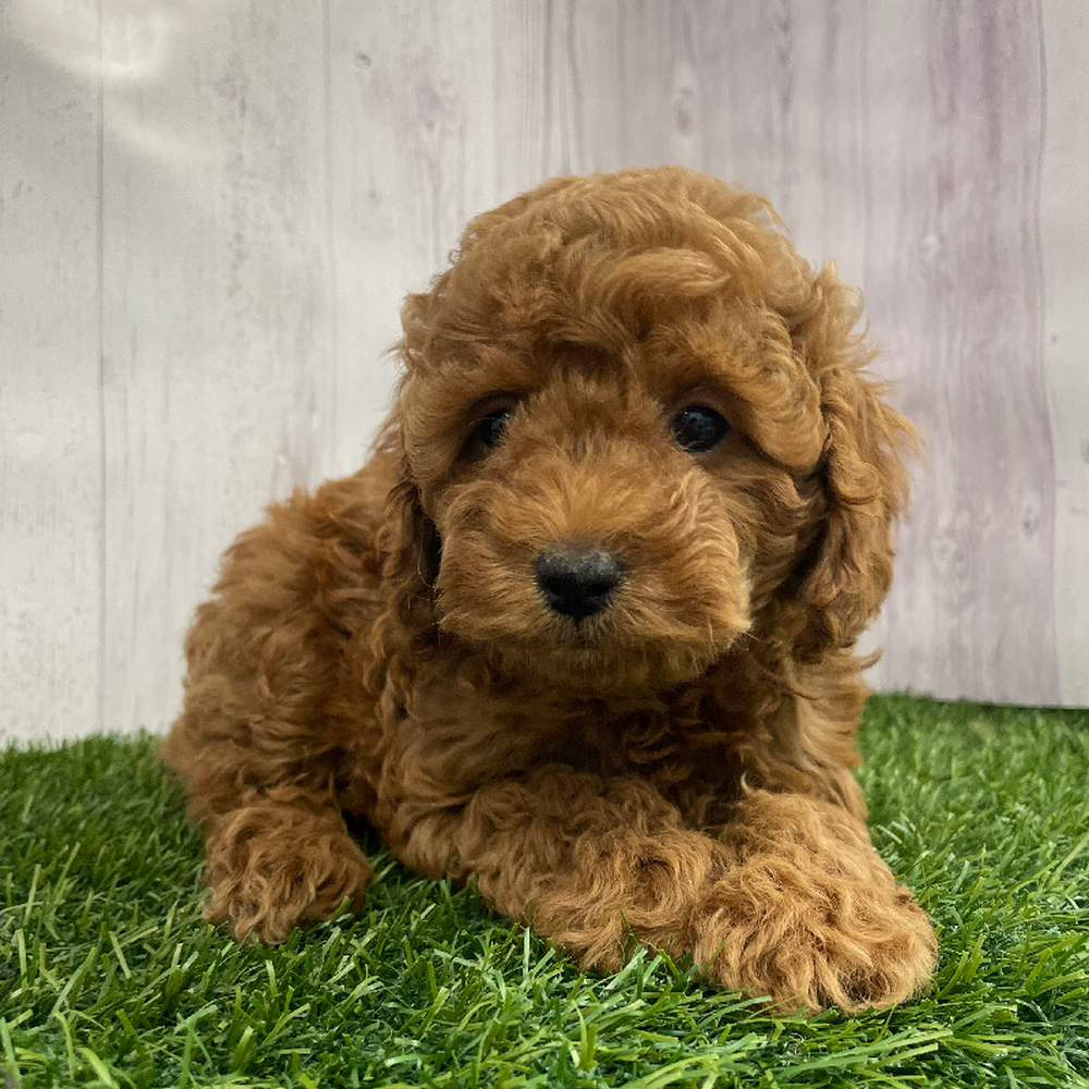 Female Cockapoo 2nd Gen Puppy for Sale in Braintree, MA