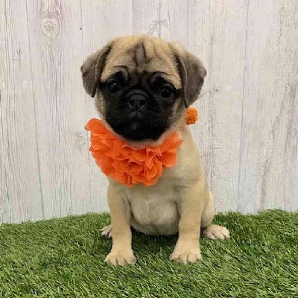 Female Pug Puppy for Sale in Braintree, MA