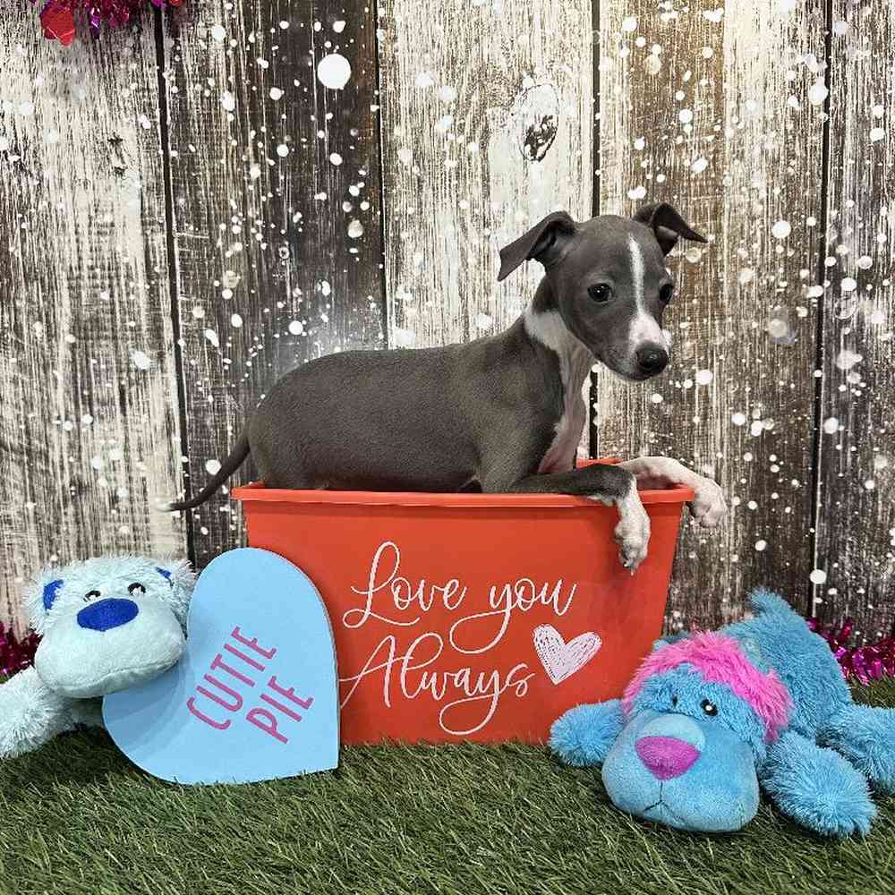 Male Italian Greyhound Puppy for Sale in Saugus, MA
