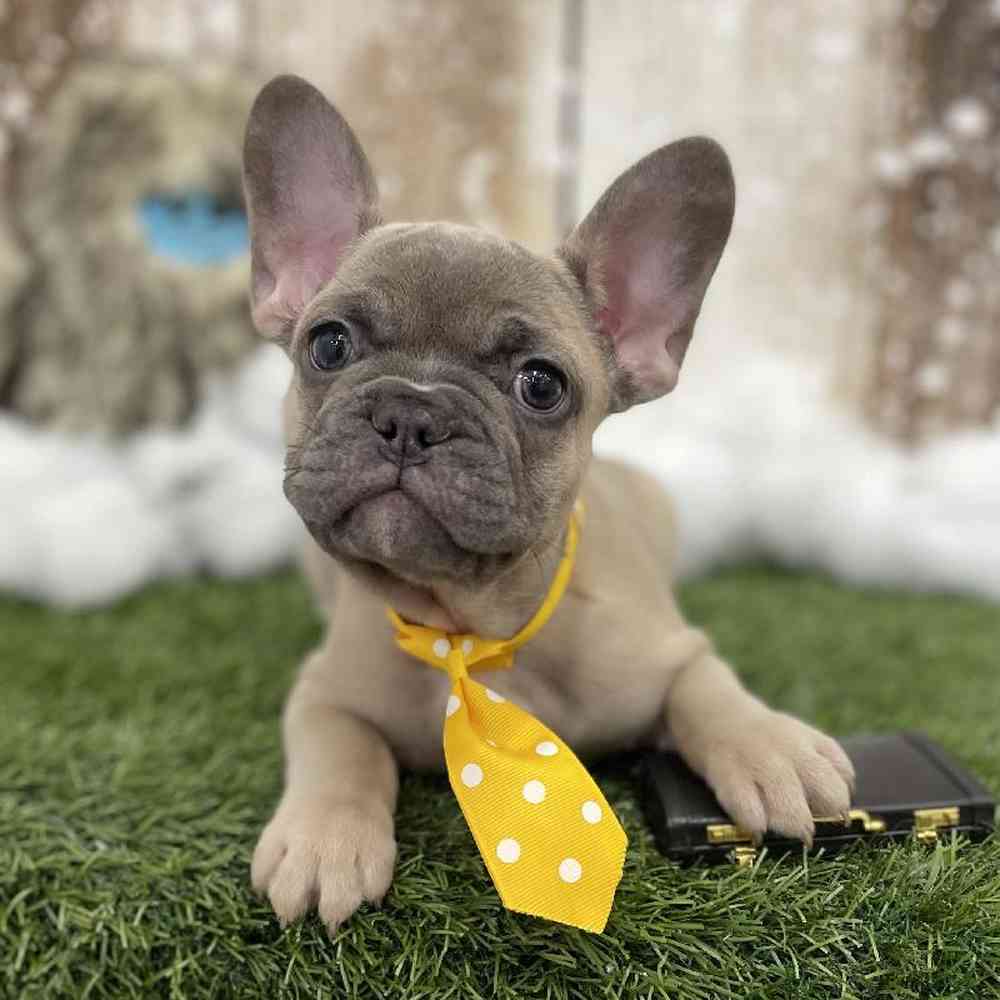Male French Bulldog Puppy for Sale in Braintree, MA
