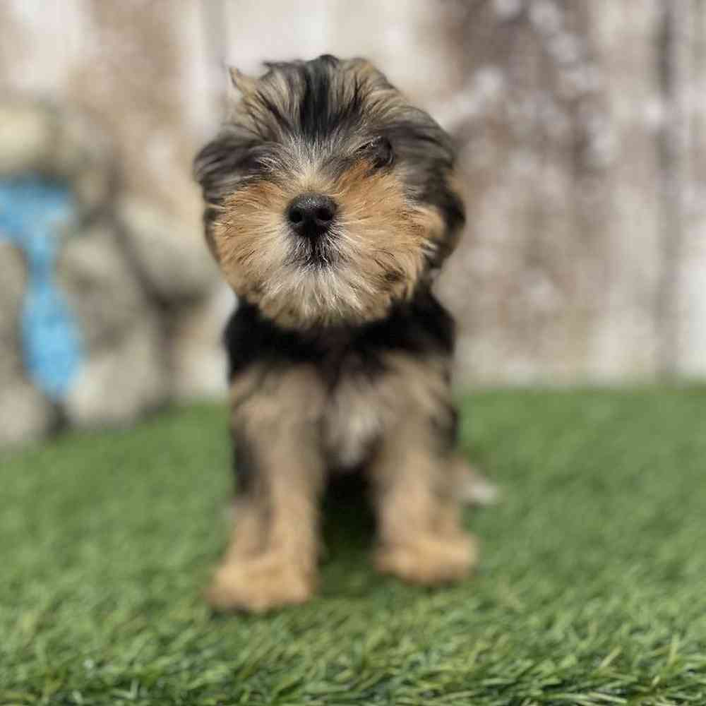 Female Yorkshire Terrier Puppy for Sale in Braintree, MA