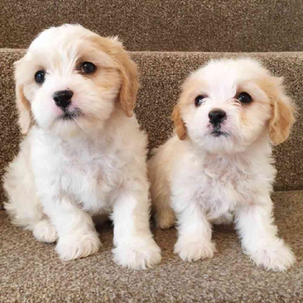 Cavachon Puppies for Sale