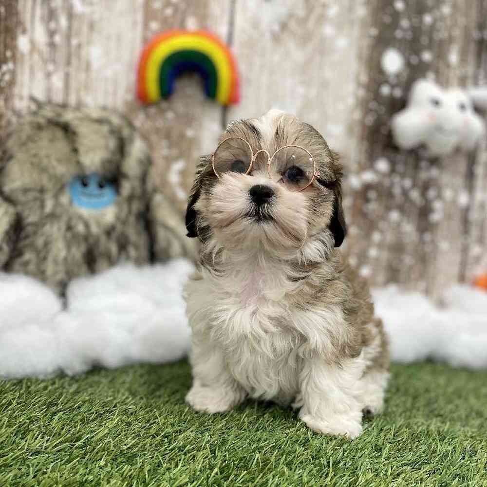 Malshi For Sale Pet Express Braintree