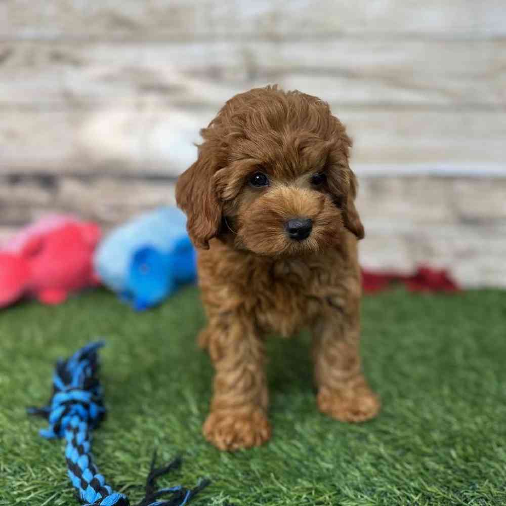 Male Mini Labradoodle 2nd Gen Puppy for Sale in Saugus, MA