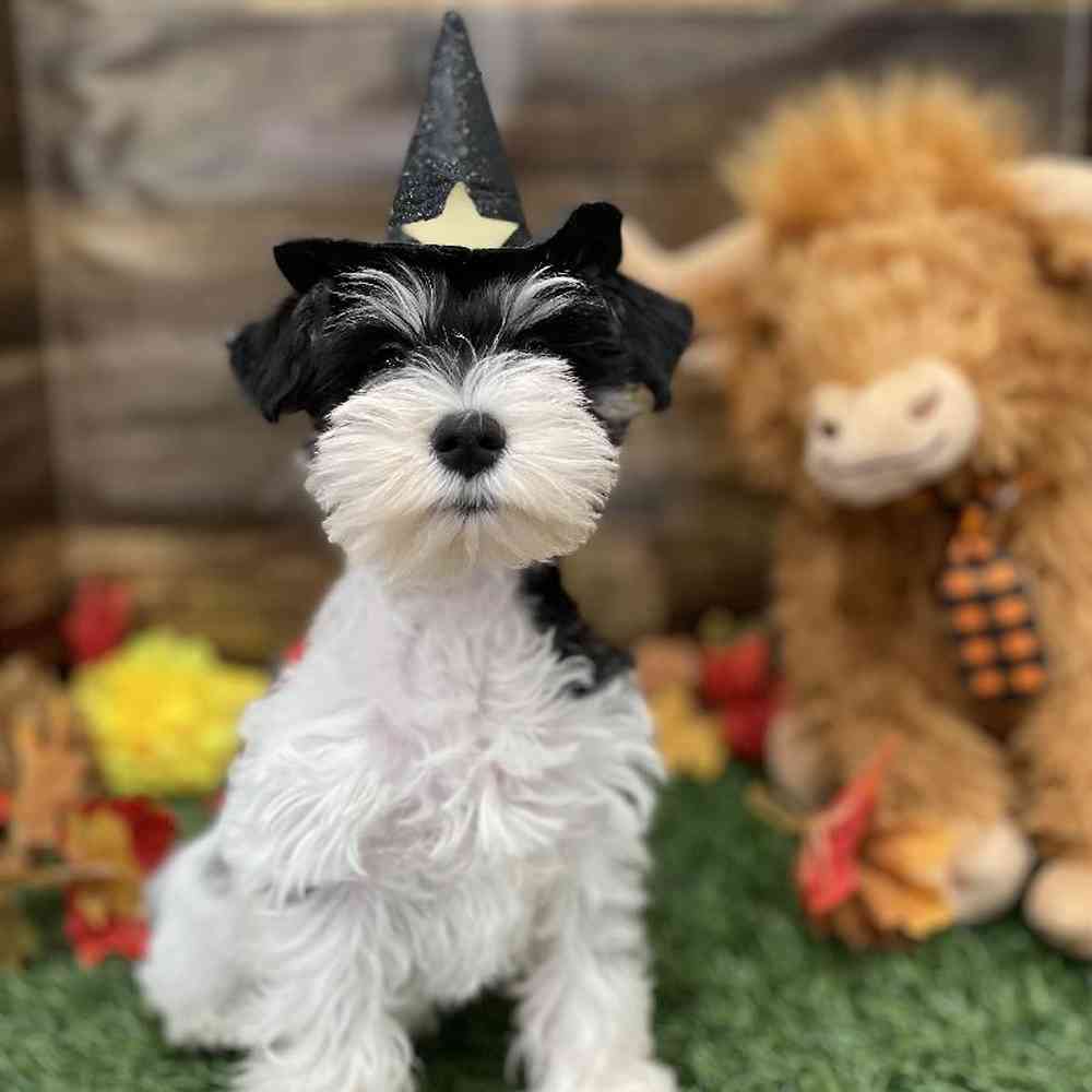 Female Miniature Schnauzer Puppy for Sale in Braintree, MA