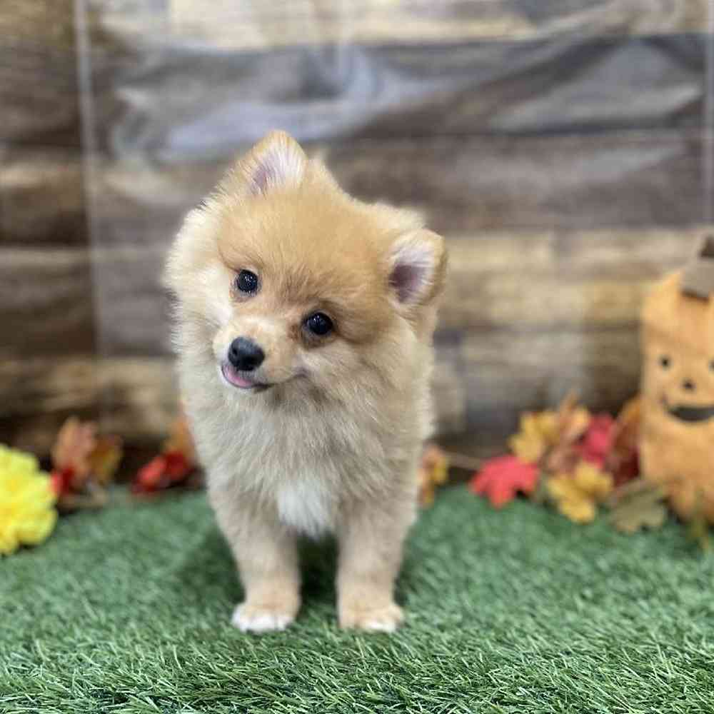 Male Pomeranian Puppy for Sale in Braintree, MA