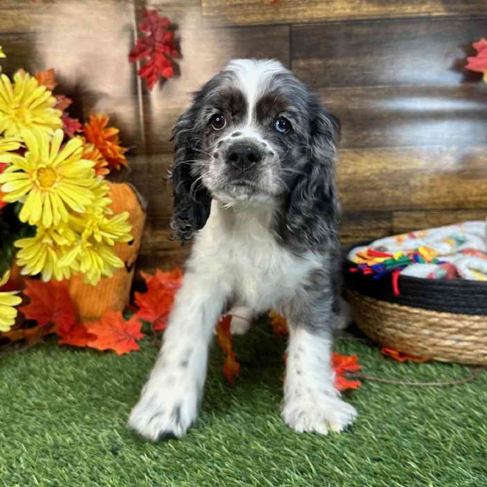 Male Cocker Spaniel Puppy for Sale in Saugus, MA