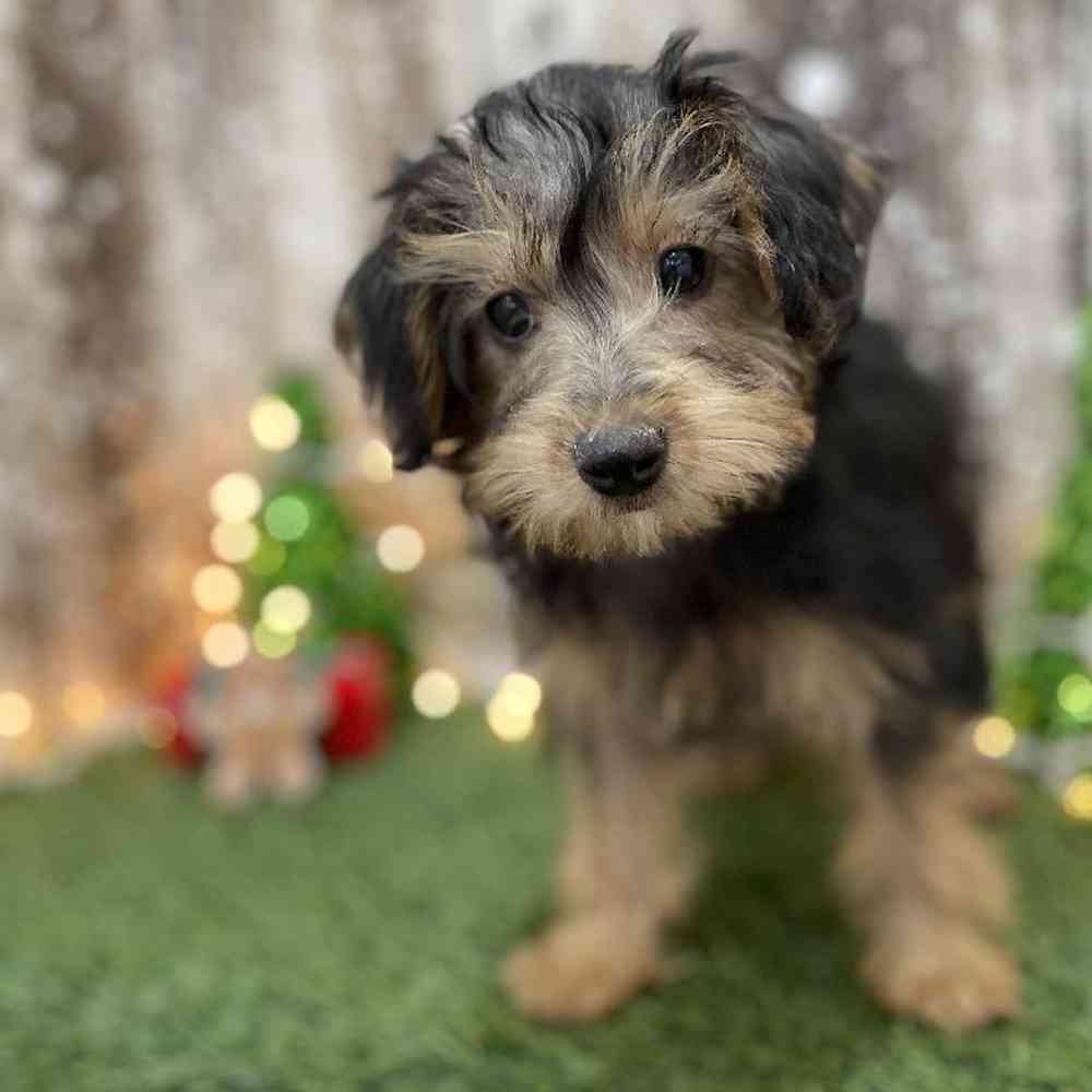 Female Yorkie-Poo Puppy for Sale in Braintree, MA